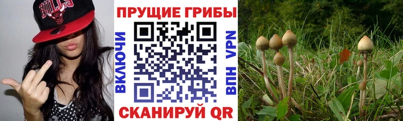 shop наркотические препараты  Новокубанск  KRAKEN вход  Галлюциногенные грибы Psilocybe  купить наркотик 